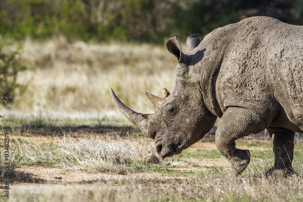 Fototapeta premium Southern white rhinoceros in Kruger National park, South Africa
