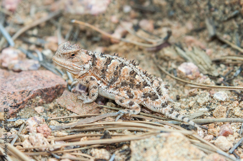 Horned lizard also known as horny toad or frog in natural  habitat photo
