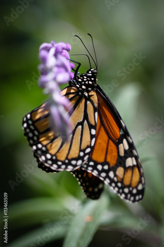 Monarch Danaus Plexippus