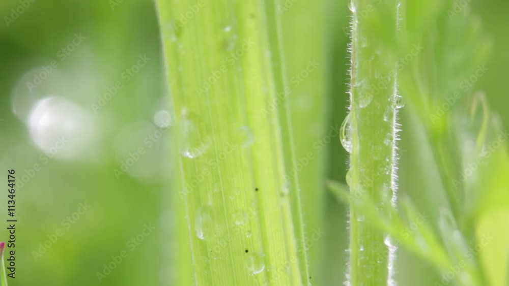 close up abstract texture background of grass in the wind with water. close up abstract texture background of grass in the wind with water.