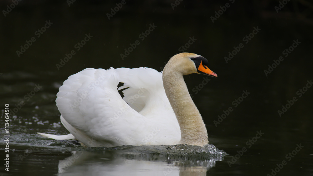 Obraz premium Höckerschwan männchen