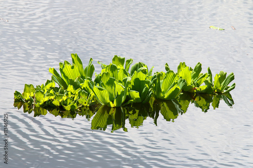 Water Lettuce or Water Rose Pistia stratiotes in tropical river, Reunion Island. This plant is considered a serious pest in many tropical destinations, was used as a substrate for biogas production. photo