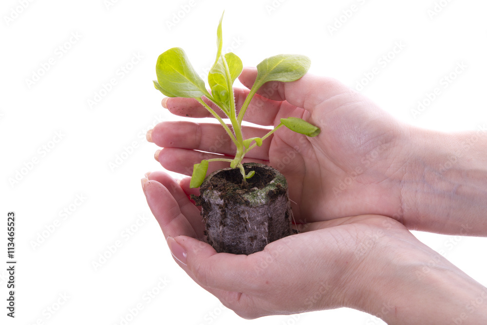 seedling petunias in hand on white background seedling petunias in hand on white background