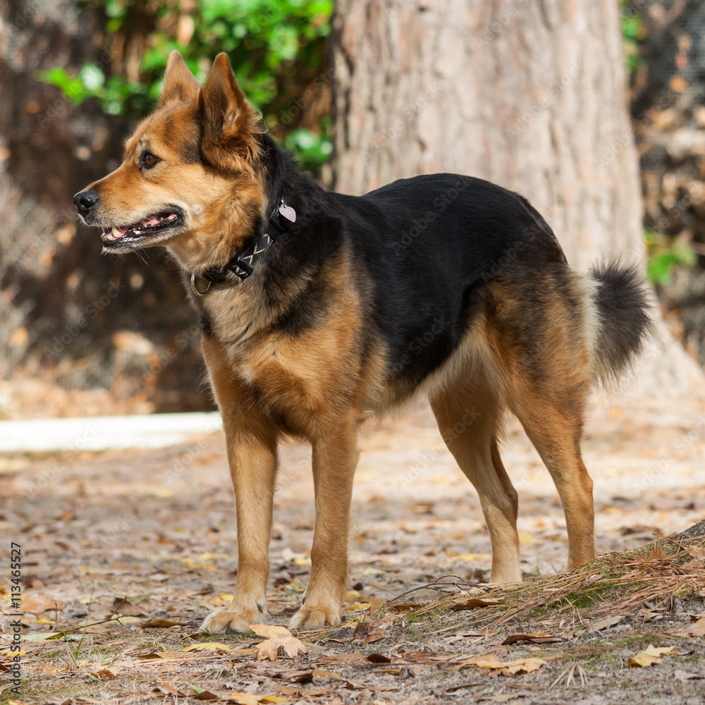 German Shepherd Dog also known as Alsatian German Shepherd Dog also known as Alsatian