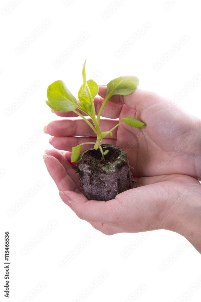 seedling petunias in hand on white background seedling petunias in hand on white background