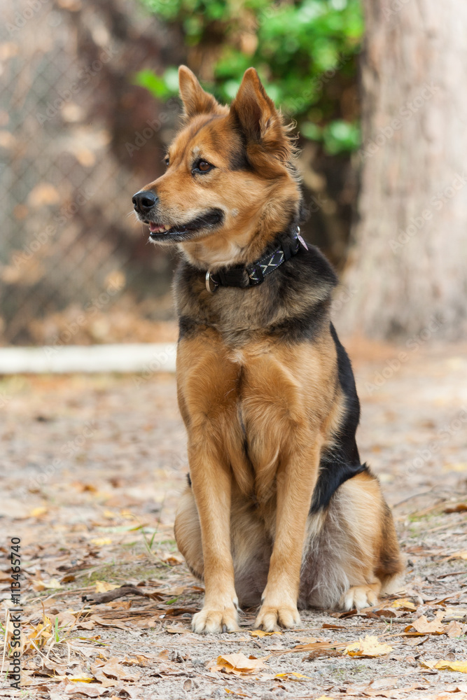 German Shepherd Dog also known as Alsatian German Shepherd Dog also known as Alsatian