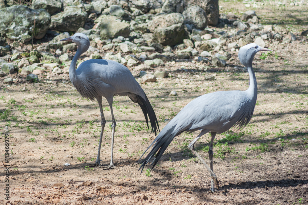 Naklejka premium Two herons looking far away