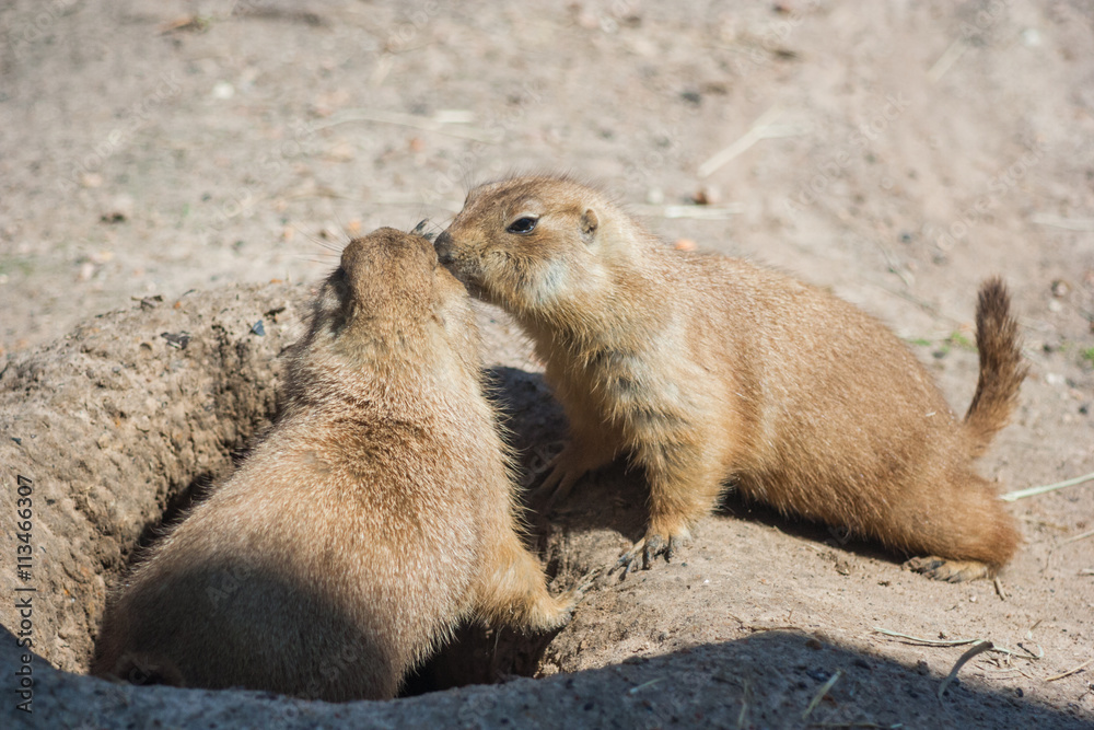 Two ground squirrels also known as Spermophilus are sniffing each other Two ground squirrels also known as Spermophilus are sniffing each other