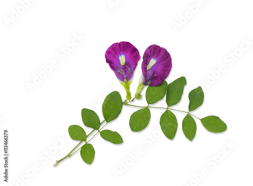 Pink Butterfly Pea Flower on white background