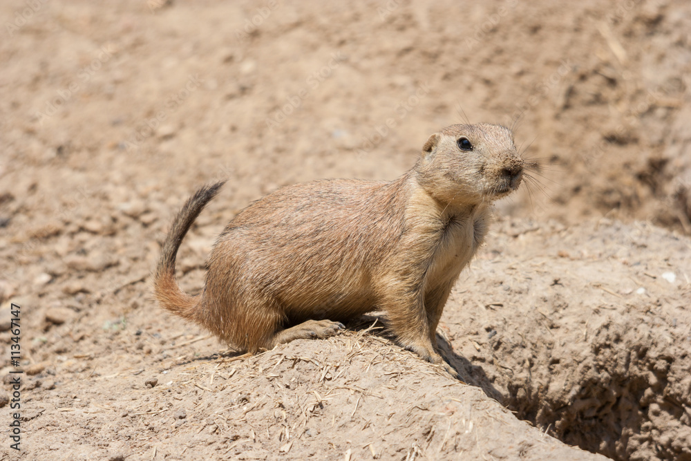 Ground squirrel also known as Spermophilus is guarding its hole by its entrance Ground squirrel also known as Spermophilus is guarding its hole by its entrance