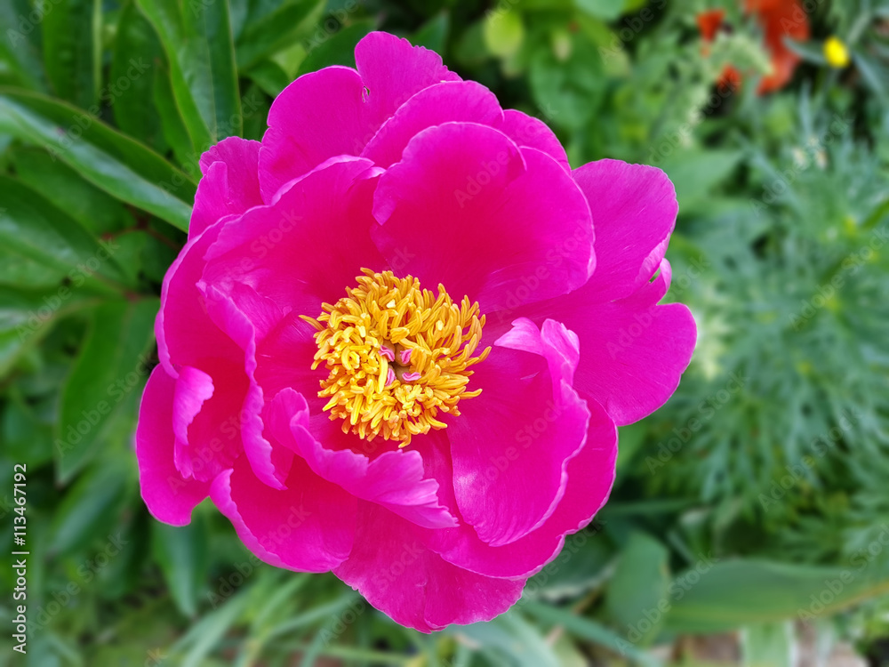 Pfingstrose; Paeonia; Blutrose; Gichtrose Pfingstrose; Paeonia; Blutrose; Gichtrose