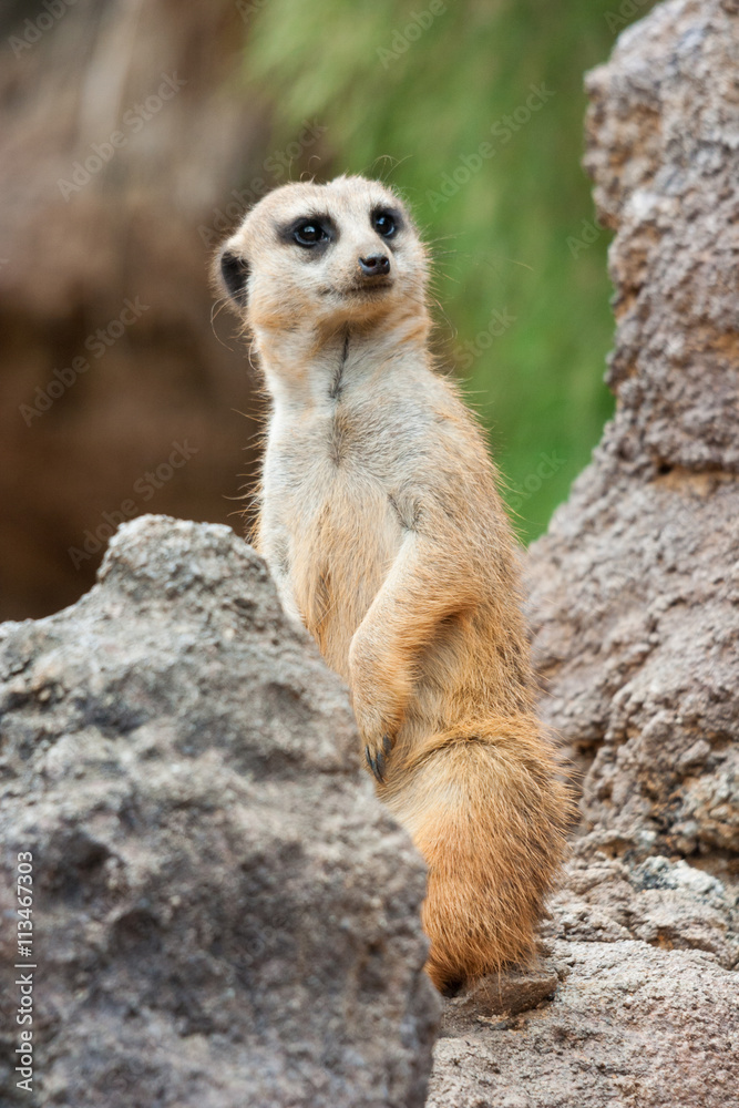 Meerkat standing alert in the desert environment Meerkat standing alert in the desert environment