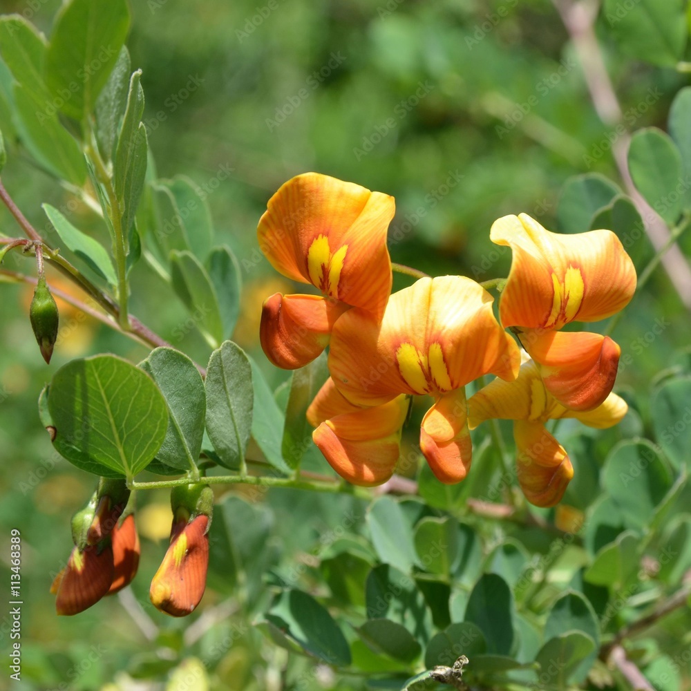 Alpengoldregen blüht orange gelb - Laburnum alpinum - makro Alpengoldregen blüht orange gelb - Laburnum alpinum - makro