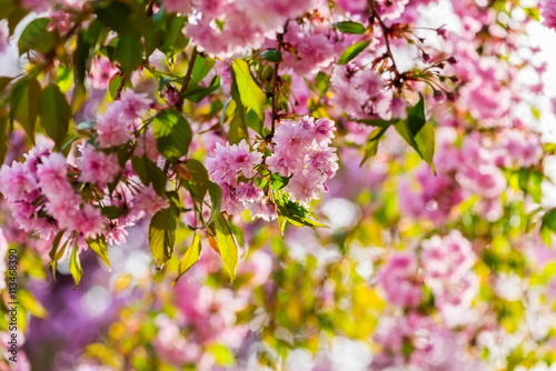 Fresh pink flowers of sakura tree, hanging branches with sunlight, natural flower background with copy space