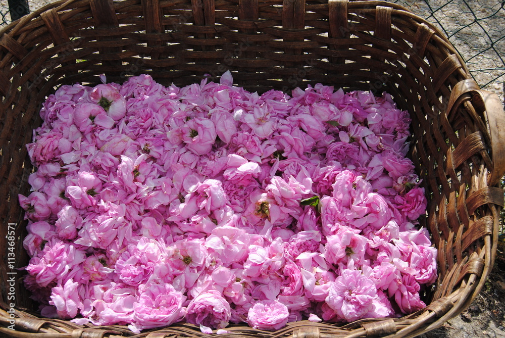 Naklejka premium Roses
