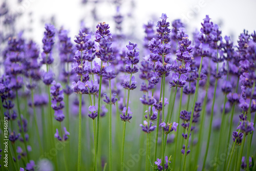 Fototapeta Naklejka Na Ścianę i Meble -  Meadow of lavender. Nature composition. Selective focus