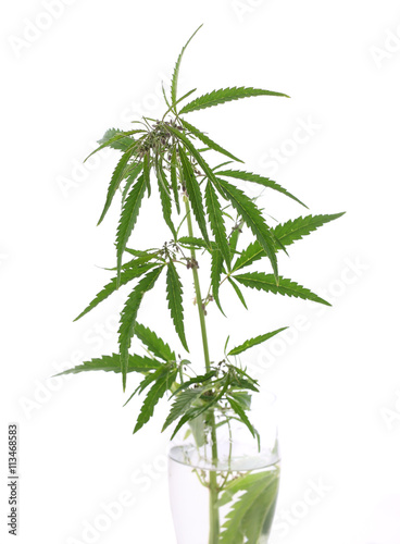 The cannabis plant, marijuana plant, isolated on white backgroun