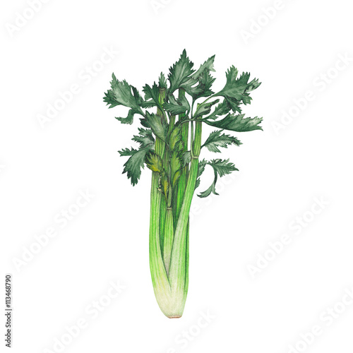 Watercolor celery