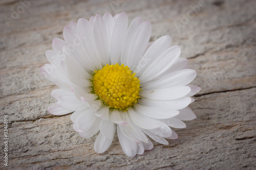 Daisy on wooden background