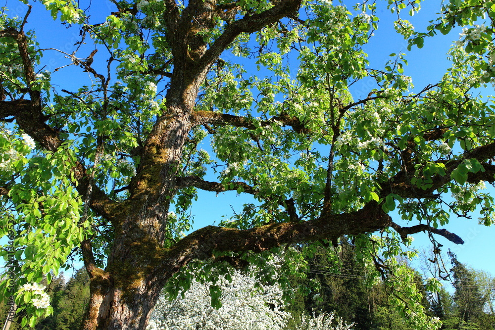 Fototapeta premium Apfelbaum