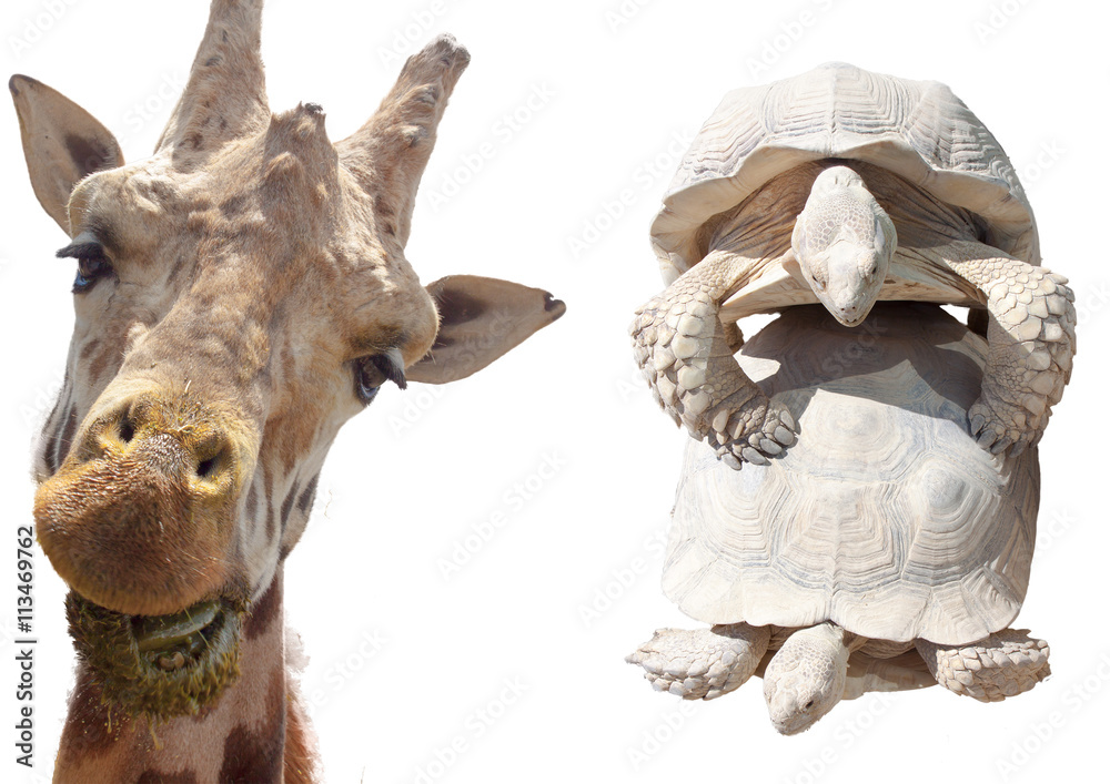 Girafe Girafe