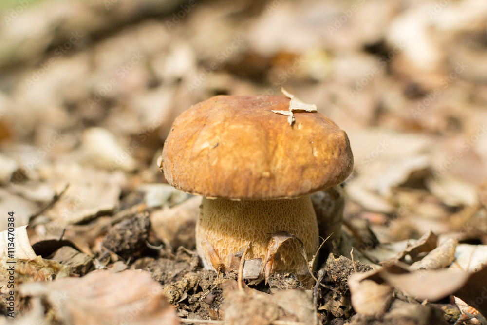 Mushroom Mushroom