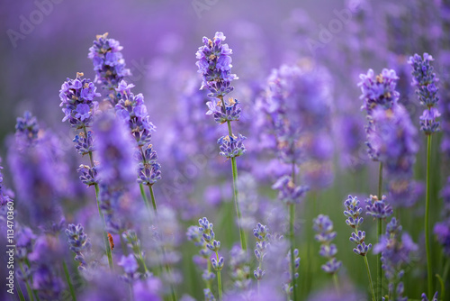 Meadow of lavender. Nature composition. Selective focus