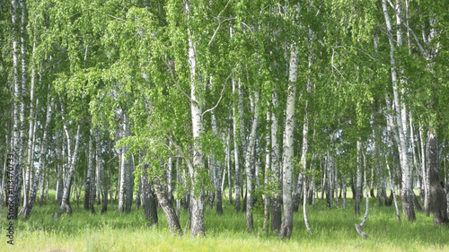 Fototapeta Naklejka Na Ścianę i Meble -  birch forest background