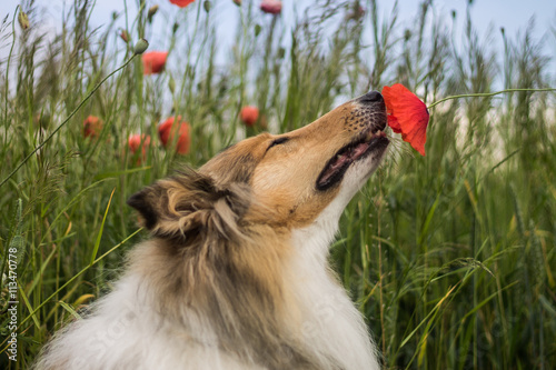 Collie sniffing the poppy