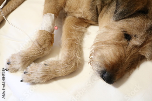 a dog is sick, and it is administered IV
