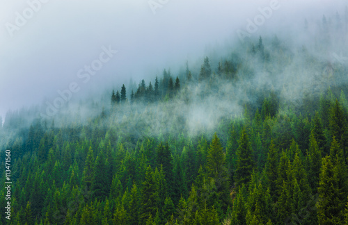 trees in a fog on the mountain,Evergreen Forest © serikbaib