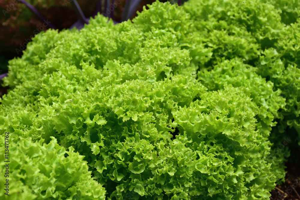 Grüner Salat (Lollo bionda) im Gemüsegarten Grüner Salat (Lollo bionda) im Gemüsegarten