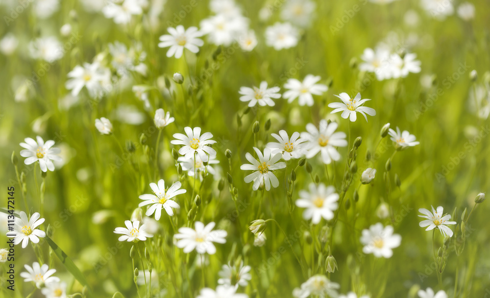 White wild flowers in the spring forest. White wild flowers in the spring forest.