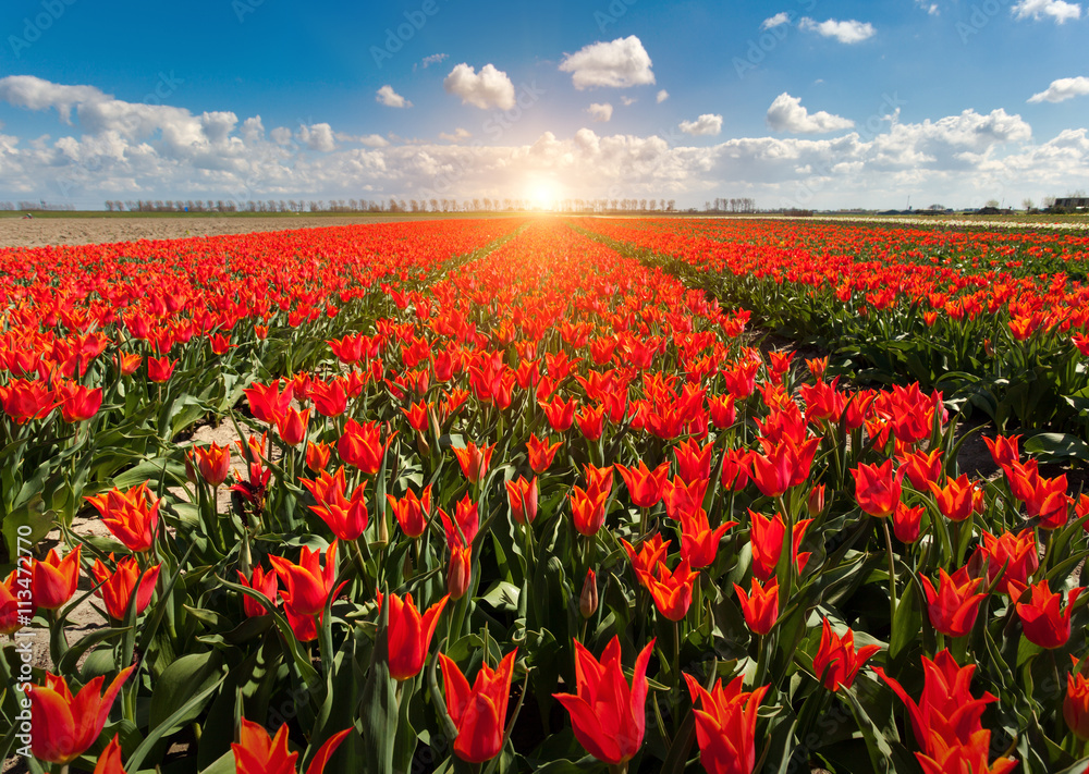 Tulips. Beautiful colorful red flowers in the morning in spring , vibrant floral background, flower fields in Netherlands. Sunrise