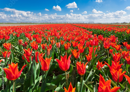 Fototapeta Naklejka Na Ścianę i Meble -  Tulips. Beautiful colorful red flowers in the morning in spring , vibrant floral background, flower fields in Netherlands