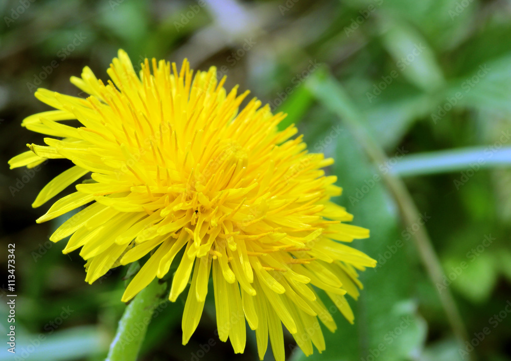 macro photo of a dandelion flowers macro photo of a dandelion flowers