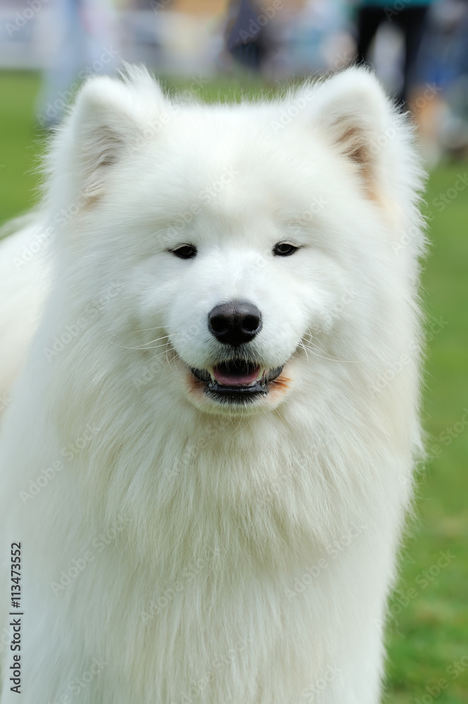 White Samoyed portrait White Samoyed portrait
