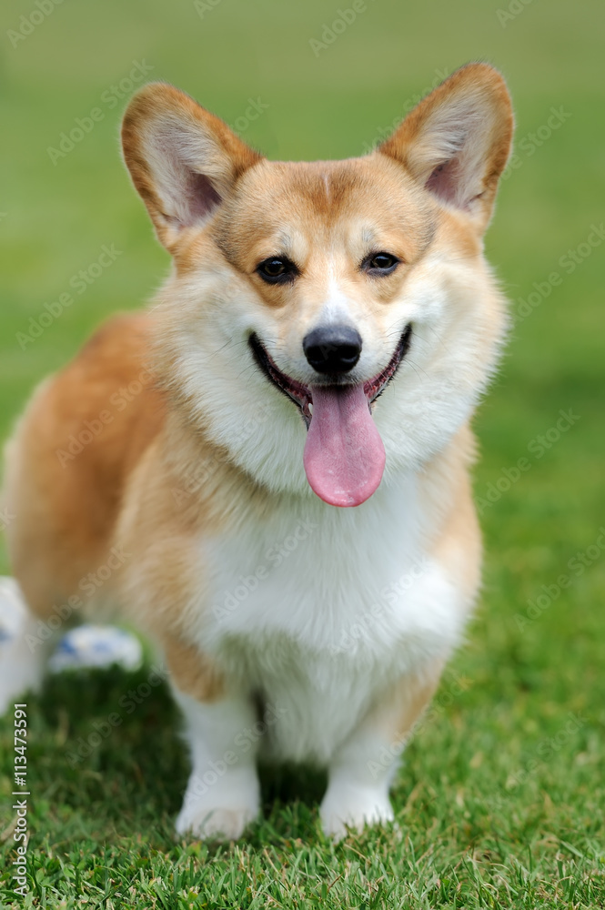 Welsh Corgi dog Welsh Corgi dog