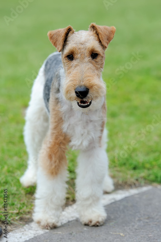 Photography Fox Terrier dog