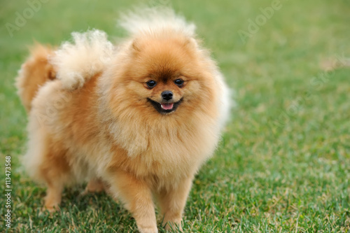 Brown pomeranian dog © byrdyak