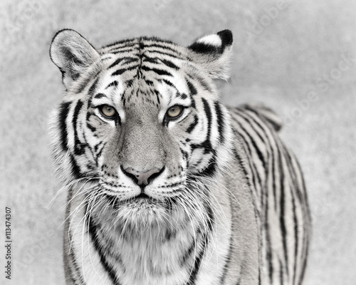 Photo Amur tiger (Panthera tigris altaica)