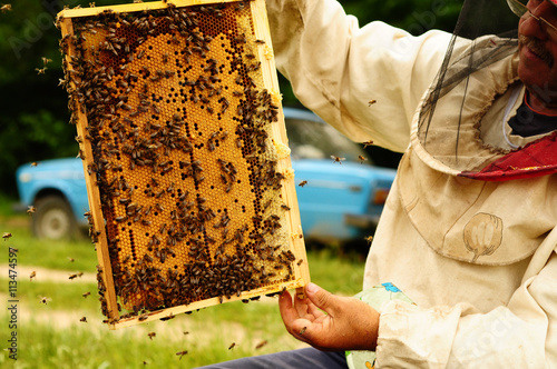 Beekeeper holding frame of honeycomb with bees