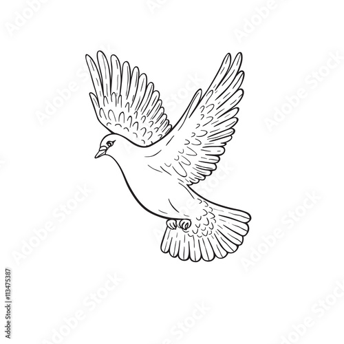 Flying  Dove