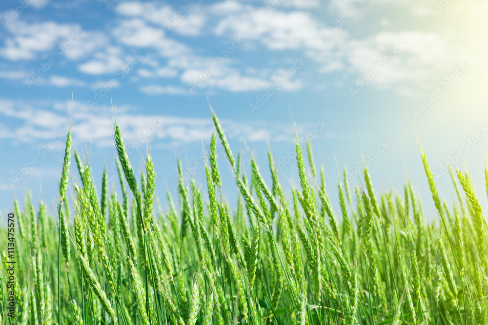 Fototapeta premium Green wheat field blue sky