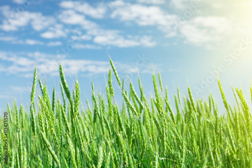 Fototapeta Naklejka Na Ścianę i Meble -  Green wheat field blue sky