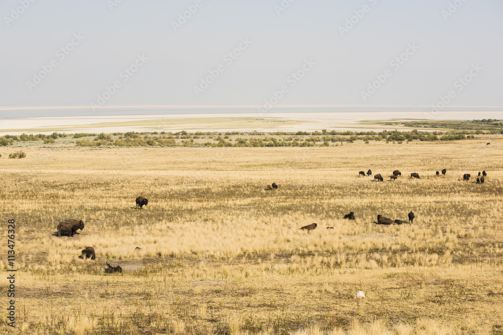 Herd of Bisons Grazes on Grassland near Great Salt Lake, Utah