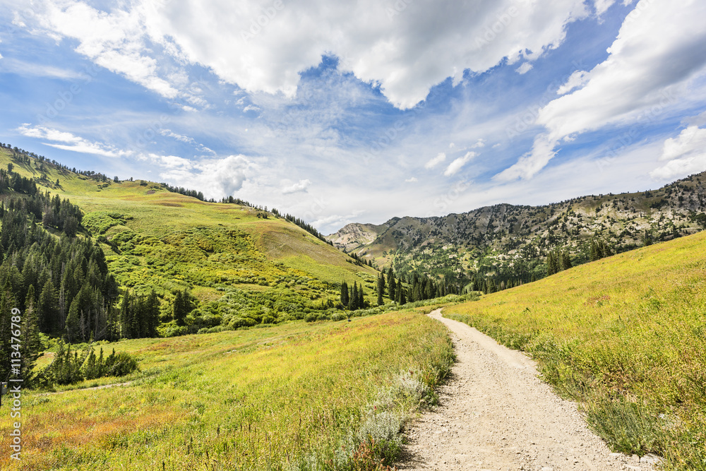 Fototapeta premium Albion Basin landscape scenery with alpine meadows photographed during summer.