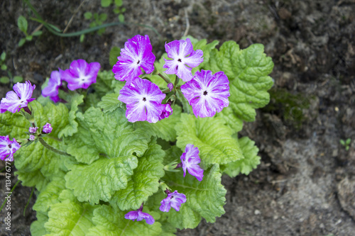 Primula blooming in the garden