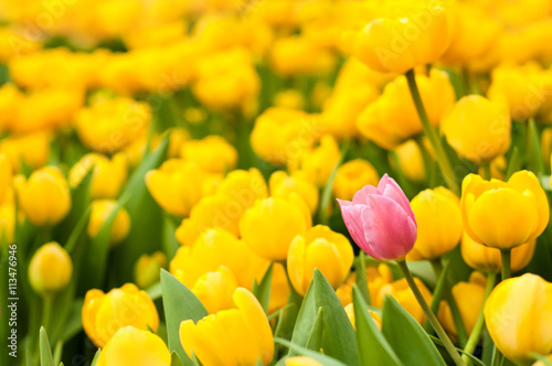 Obraz na płótnie One pink tulip standing out from many yellow ones. Individuality concept w salonie