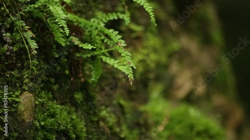 Macro Footage of a plant in the forest photo